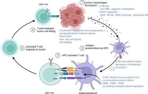 Frontiers | Molecular mechanisms of immunotherapy resistance in triple-negative breast cancer