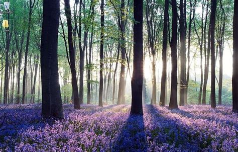 Image result for Classic Shell Net Download