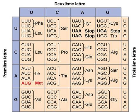 Image result for Code Genetique Exercice