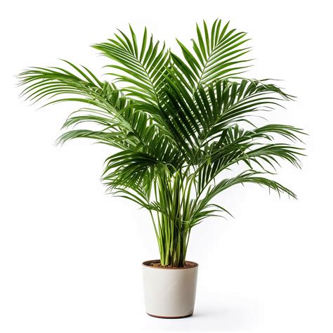 A palm tree in a pot on a white background | Premium AI-generated image
