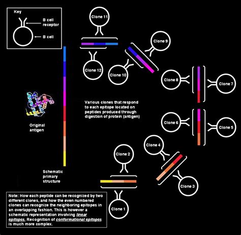 Image result for Epitope Mapping