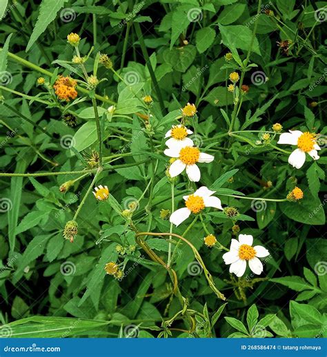 Kentul Flower or Spanish Needle Flower Stock Photo - Image of meadow ...