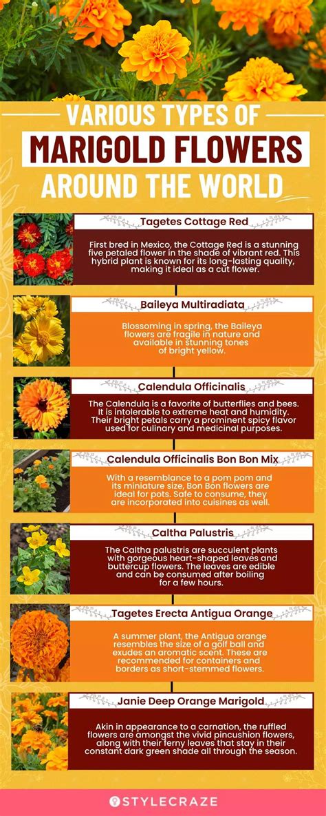 25 Types Of Marigold Flowers Found Across The World