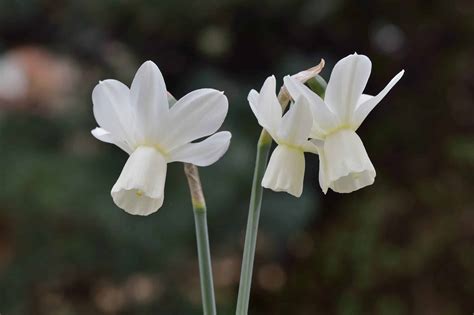 10 Types Of White Daffodils - A-Z Animals