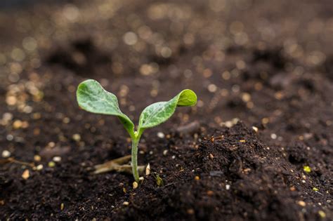 Seedlings are growing from the fertile soil – Hartsville Pike Church of ...
