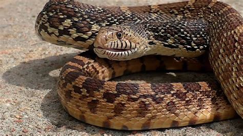 Black Bull Snake Bull Snake, Gopher Snake: Pituophis Catenifer