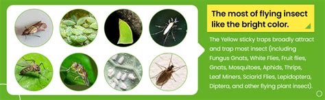Flere Sticky Insect Trap (Yellow, 6.5 x 8 Inch, Large Size) - Pack of 1 ...