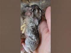 Image result for Baby Bunnies Being Born