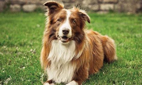 Border Collie Brown Border Collie, Border Collie Colors, Border Collies ...