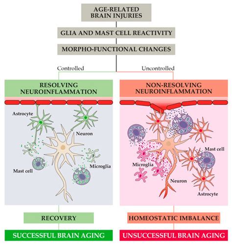 Successful and Unsuccessful Brain Aging in Pets: Pathophysiological ...