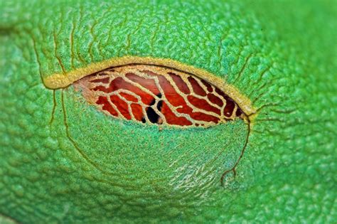 The Eye of a Red-eyed Tree Frog at Rest