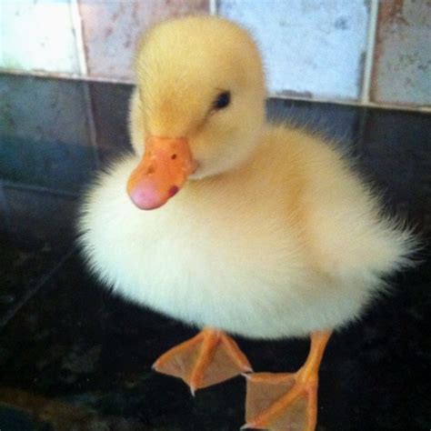 Image result for Duck Number Code in Python Using Count