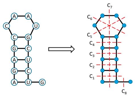 Basic Structure of RNA 的图像结果