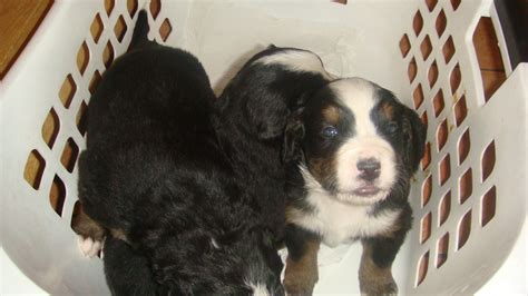 Berner Sennen Welpen in Eschenbergen | Tiere | Kleinanzeigen