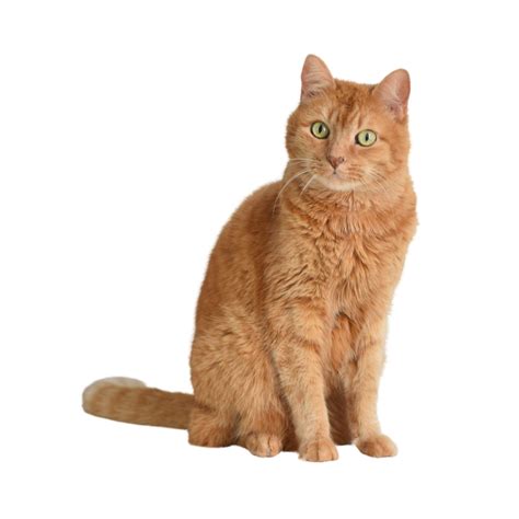 Image result for Cat Delete O2 Sensor