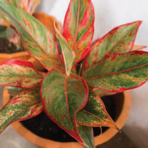 Ugaoo Aglaonema Red Natural Live Plant Indoor with Self Watering Pot ...