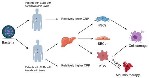 Albumin Might Attenuate Bacteria-Induced Damage on Kupffer Cells for ...