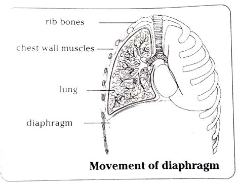 What is the role of diaphragm and ribs in respiration ? Are both active ...