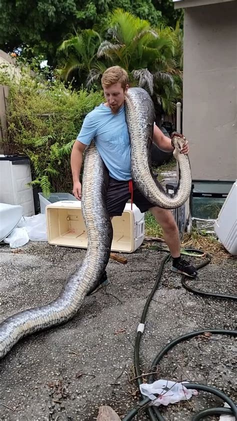 Florida Python Attacks 的图像结果