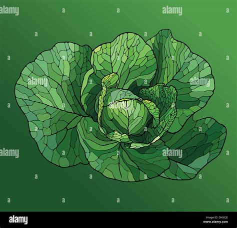 Heads of Cabbage Close Up Stock Vector Image & Art - Alamy