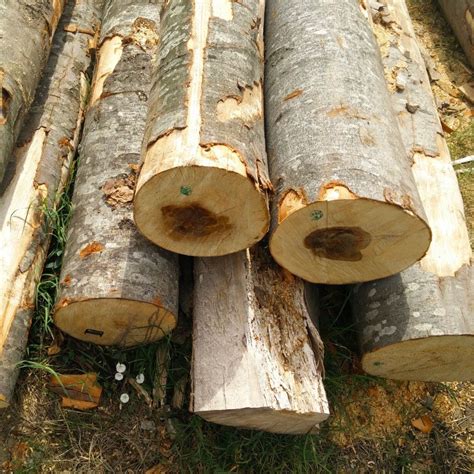 Buy Wholesale Canada European Hard Wood Timber | Lumber | Logs | Red ...
