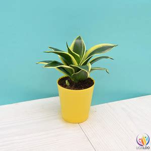 UGALOO Snake Plant Price in India - Buy UGALOO Snake Plant online at ...