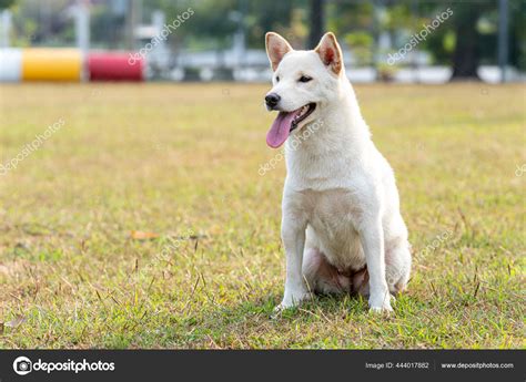 White Shiba