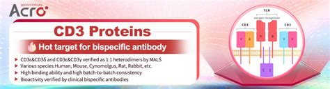 Image result for Faces CD3