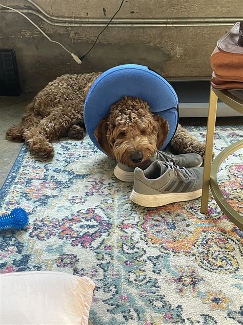 Meet GrahamPost-Neutering and on the mends!! : r/Goldendoodles