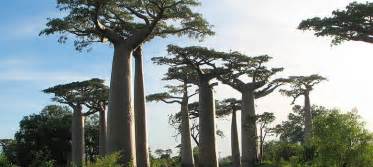 Baobab trees trace the African diaspora across the Indian Ocean