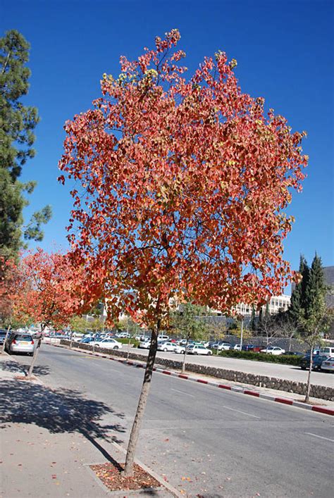 Triadica sebifera (L.) Small | Plants of the World Online | Kew Science