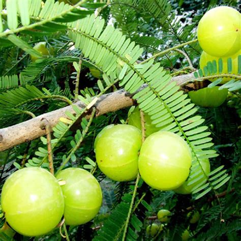 Grafted Amla Tree for Sale | Buy Amla Plant Online | Fruit Plant ...