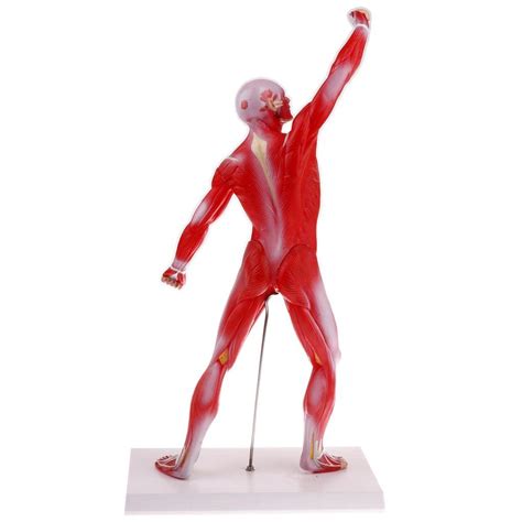 Buy Enakshi 50cm Height Human Muscle Superficial Muscle Torso Skeleton ...