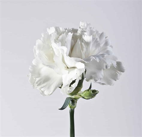 White Carnation: Meaning, Symbolism, and Proper Occasions - A-Z Animals