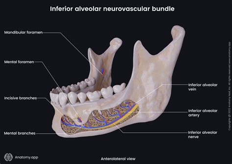 Mandibular Foramen Nerve