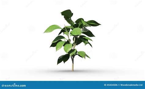 Image result for Plant Animation Tutorial