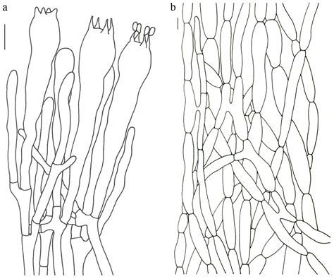 Phylogeny, Taxonomy and Evolutionary Trade-Offs in Reproductive Traits ...