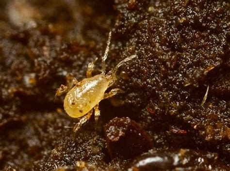 Болезни рассады перца и борьба с ними: почему не растет, падает ...