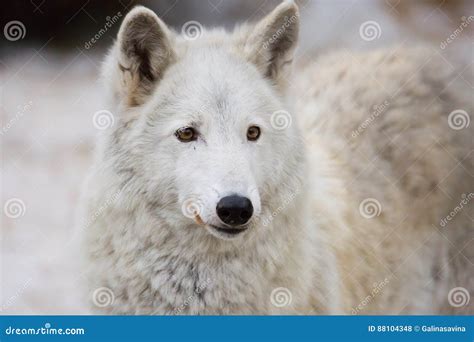 西伯利亚狼 库存图片. 图片 包括有 可怕, 秋天, 危及, 能源, 灰色, 本质, 生物, 户外, 休息 - 216687597
