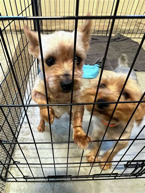 Midland Humane Society to take in 20 dogs saved from puppy mills