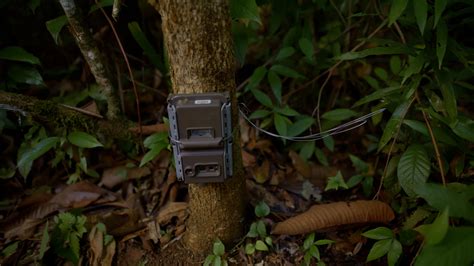 Camera Traps 的图像结果