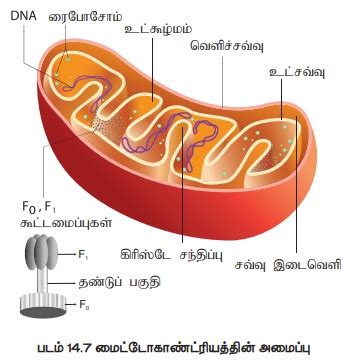 கிரப்ஸ் சுழற்சி (அ) சிட்ரிக் அமிலச் சுழற்சி (அ) TCA சுழற்சி - தாவர ...