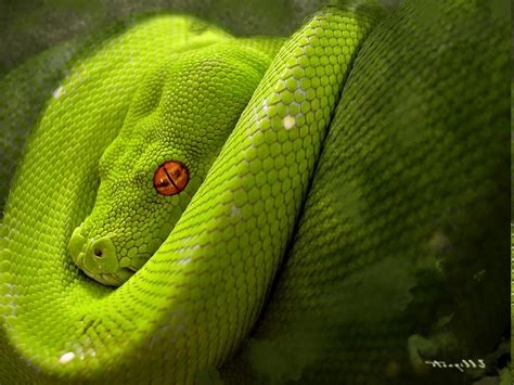 Image result for Python Reptile