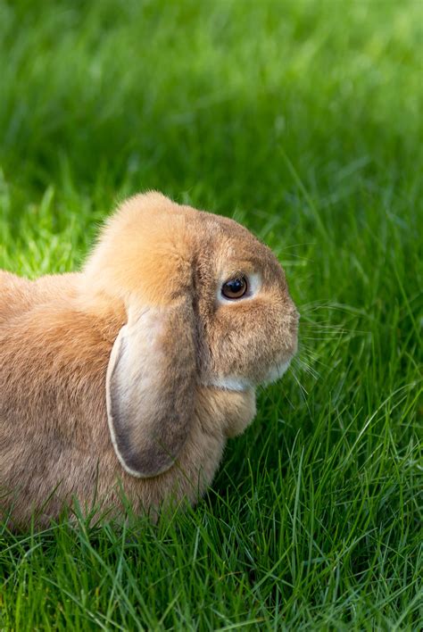French Lop Eared Rabbit