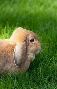 Image result for Red Rabbit Ears