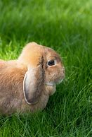 Image result for Cute Lop Bunny