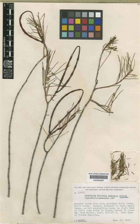 Mandevilla filifolia Monach. | Plants of the World Online | Kew Science