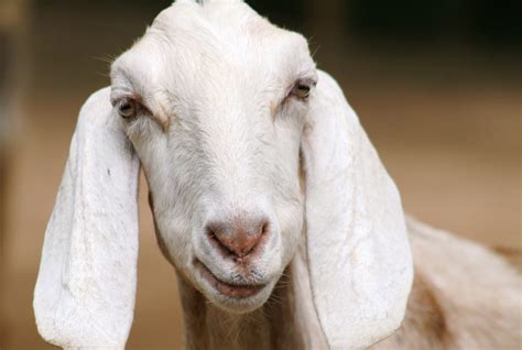 22 Animals with Big & Long Ears (A to Z List +Pictures) – Fauna Facts