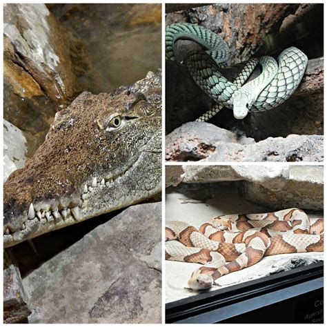 Two Bears Farm and the Three Cubs: Cape Fear Serpentarium