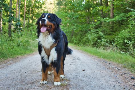 How Much Does a Bernese Mountain Dog Cost? A COMPLETE Guide